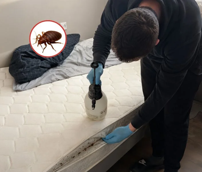 Technicien traitant un matelas contre les punaises de lit à Auvernaux